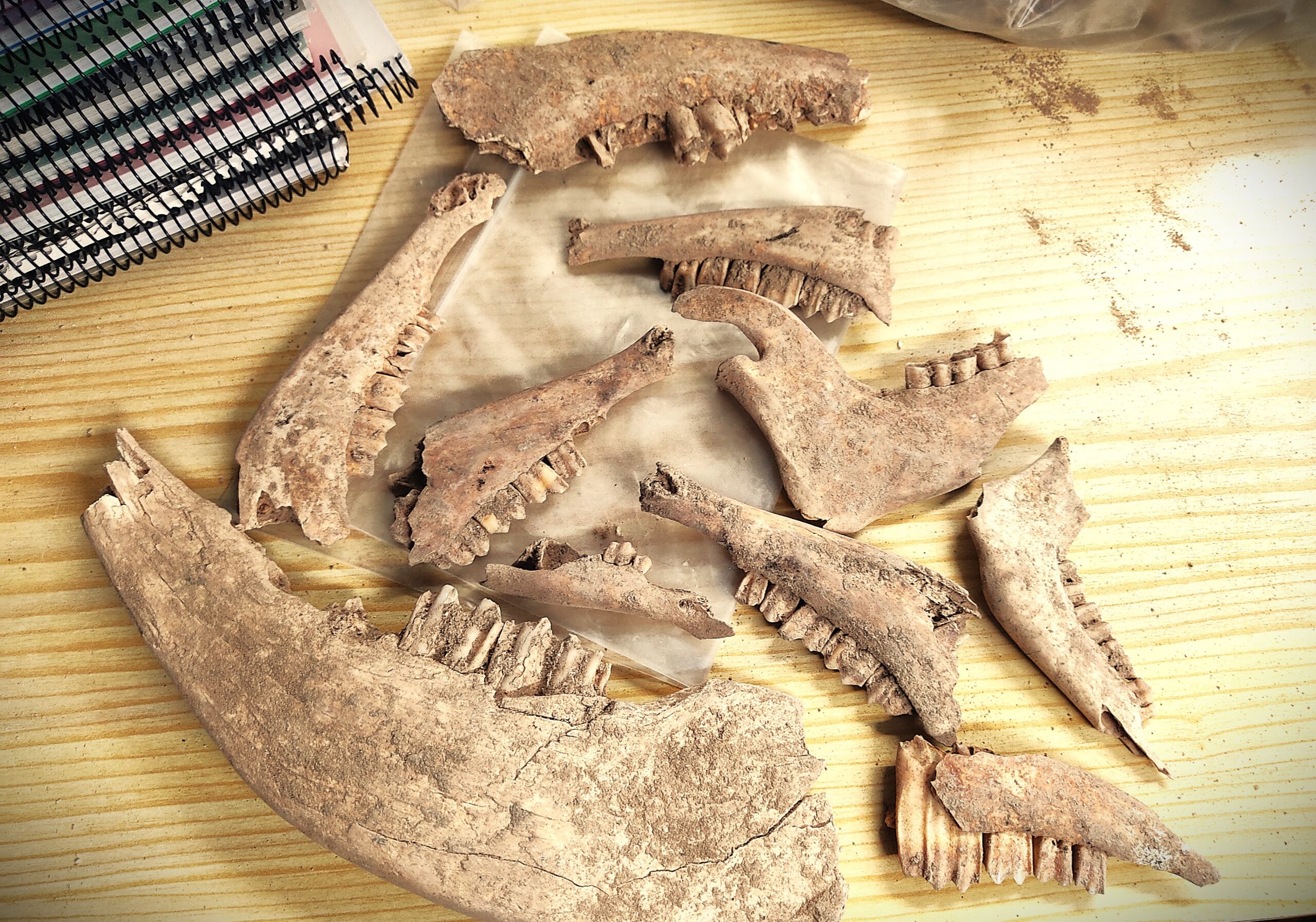 Yakka Arqueologia | servicios arqueologicos Yakka Arqueologia | servicios arqueologicos